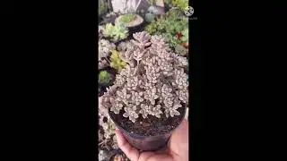 Suculenta COR DE ROSA de FACIL CULTIVO #shorts