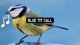 The Hypnotic Blue Tit Call&nbsp;A Journey Into Nature&rsquo;s Sounds