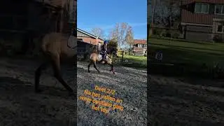 leren en groeien #equestrian #ponypower #droompony #springen #jumpen #springpony #paardrijden #horse