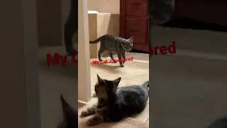 The Sign Your Cat is Bored #cat #kitten #funnycats #kittisaurus #lulu #catbehavior