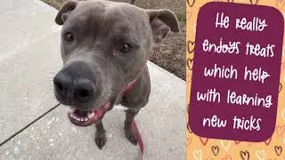 MEET JOLLY ROGER AT KC PET PROJECT
