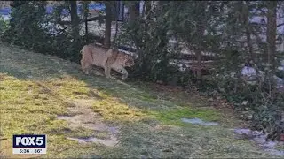 Bobcat warning in Westchester County