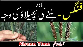 گندم میں فنگس کی بیماری fungus ki bimari لوز سمٹ wheat disease loose sumt kisan time کسان ٹائم