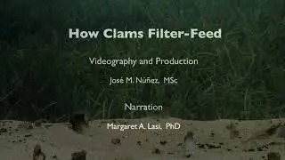 How Clams Filter-Feed