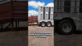 HOW A SEMI LIVESTOCK TRAILER GETS LOADED #trucker #semitruck #trucking #truckdriver #cattlehauler