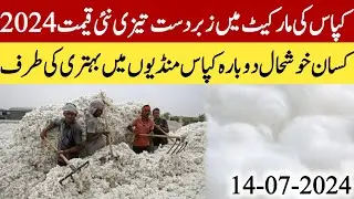 Kapas rate today/cotton price today in Pakistan/kapas rate Pakistan/cotton price update/کپاس کی قیمت