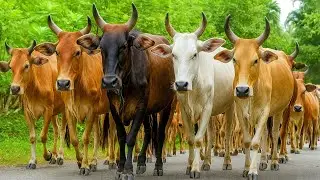 Herding tame cows grazing from field to pen, cow dance, cow sound