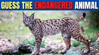Guess the Endangered Animal &ndash; Fun Wildlife Quiz!