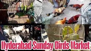 Hyderabad Birds Market Hyderabad Pakka Qila | Friday Birds Market Hyderabad 2026