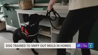 Dog trained to sniff out mold in homes