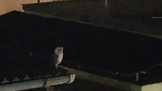 The Barn owl adapted to Human modified landscapes