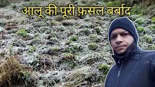 आलू की पूरी फसल बर्बाद 😘 uttarakhand village life ll