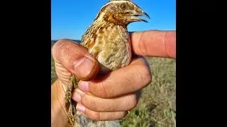Suelta codorniz - bonviedro.com