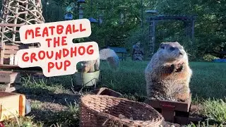 Wildlife Watching: Meatball the baby Groundhog Eating All he Can See