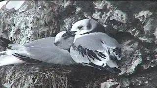 Puffin Burrow and Gull Island, Alaska