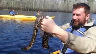 Big Female Brown Watersnake