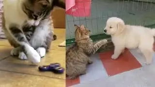Amazing animals fun and interaction