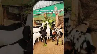 #शेळीपालन #goatfarming #goat #shelipalan #shelipalanmahiti #shelipalanshed #bakripalan #bakrafarming