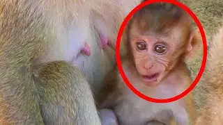 Baby monkey Baron look so happy during he take care by mom | Wow Daily