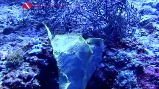 San Agustin - Dive Dayundong 2.mp4