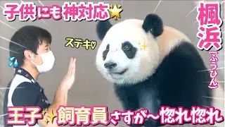 【パンダアイドル楓浜】王子飼育員の対応が良すぎる♡自慢げなふうひん🐼えっ帰った⁉️テンション爆下がり💦