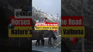 🤳🐴🏔🇦🇱|Where Freedom Runs Wild🐎👉🇦🇱| The Albanian Alps🏔🎥🦅🇽🇰|#nature #wildlife #albania #shorts #fypシ