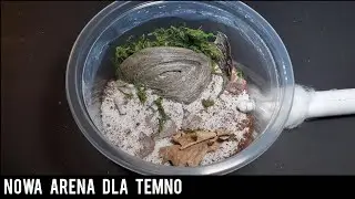 Nowa arena dla Temno😁-Temnothorax sp.