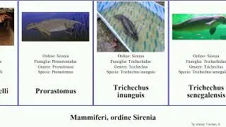 Mammiferi, ordine Sirenia mammal gigas senegalensis portelli Trichechus Bobby Prorastomus manatus