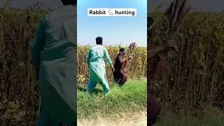 Rabbit 🐇 hunting #animals #farming #shortsyoutubevideo
