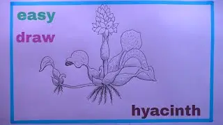 How To Draw HYACINTH Easy/Water HYACINTH Drawing