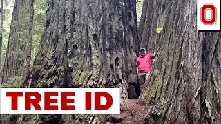 Tree ID: Coastal Redwood