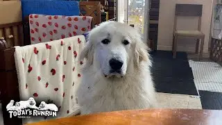 少食卒業！ごはんがもっと欲しくて抗議の座り込みを決行したリリーです　Great Pyrenees　グレートピレニーズ