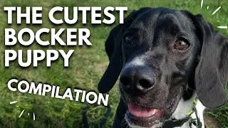 Cute Little Puppy | 6 MONTHS OLD Bocker Funny Playing COMPILATION