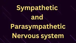 Sympathetic and Parasympathetic Nervous system #vagusnerve #fightorflight #regulation 