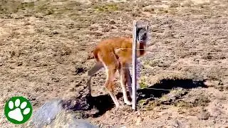 Baby Guanaco Saved by Kind Man