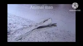 Wild dogs preys on baby elephant, what happens next, will shock you ?
