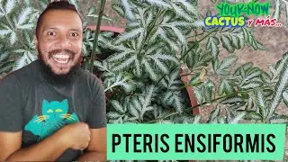 PTERIS ENSIFORMIS Helecho Cuidados Caracter&iacute;sticas y Mucho M&aacute;s | Bien Explicado 🌵🐐❤️