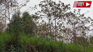 coffe trees in Rwanda