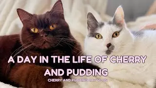A Day in the Life of our Cats | Cherry and Pudding