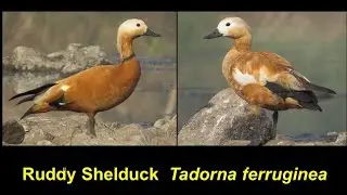 Ruddy Shelduck or Brahminy Duck | Feeding behaviour
