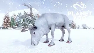 RENAS, CARNEIROS, LOBOS e URSOS - VIDA NA NEVE - Planet Zoo