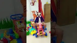 #Lakadi ki kati pe 🐴🐴🐴#shortsfeed 🐎🐎🐎#shortvideos 😜😜😜#trending 🤑🤑🤑#viralvideos #shortsfuny #youtube