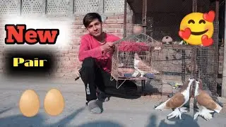 Laal sherazi pigeon pair done ✅ || Pigeon breeding Start ❣️