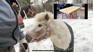 Bygger dörr till shettis!