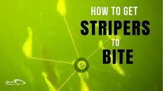 How to get stripers to bite