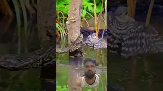 #youtubeshorts#viralshorts#foodchain#nature#wildlife#animalshorts#frog#butterfly#stork#eating#