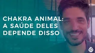 CHAKRAS DOS ANIMAIS - A SA&Uacute;DE DELES DEPENDE DISSO | CENTRO DE CONSCI&Ecirc;NCIA ANIMAL