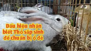 Khi thấy Thỏ mẹ có những biểu hiện như thế này thì bà con nên chuẩn bị