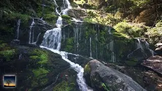 Relaxing Rainforest Waterfall and Rainforest Wildlife Ambience | 8 Hours