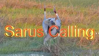 Sarus Bird Call | Sarus Sound | Sarus ki awaz  | Incredible Trumpeting of Sarus